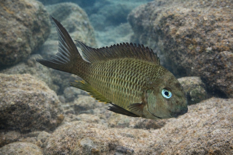Tropheus sp. 'crescentic' Yungu (Green Congo)